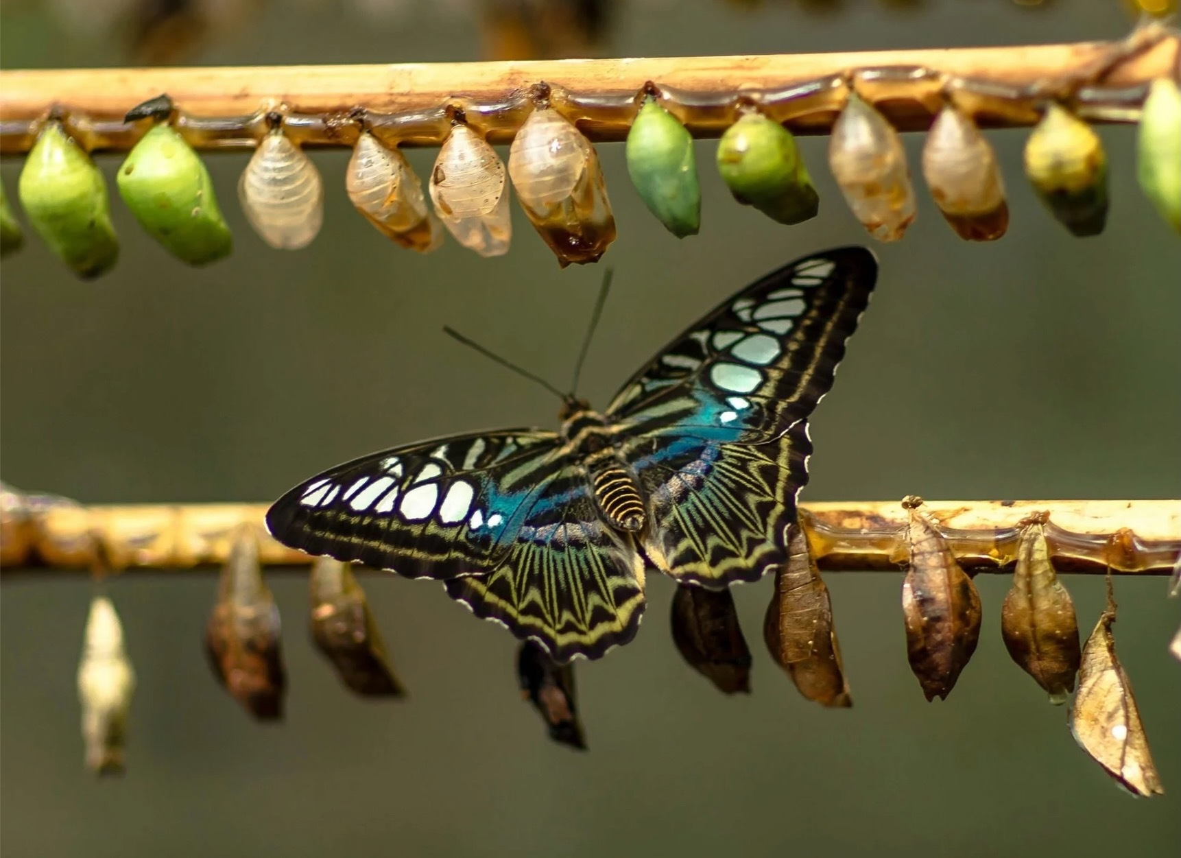 Afbeelding_lezing_metamorfose image Paul van Dijk