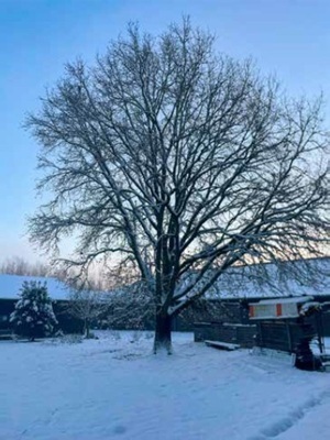 Landbouwboom_300x400 Artikelen Motief - AViN - Antroposofische Vereniging in Nederland