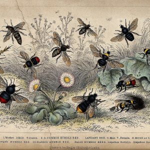 Twelve_different_species_of_bees_swarming_a_flowery_meadow De wijsheid van de bijen-Bijeenkomsten - AViN - Antroposofische Vereniging in Nederland