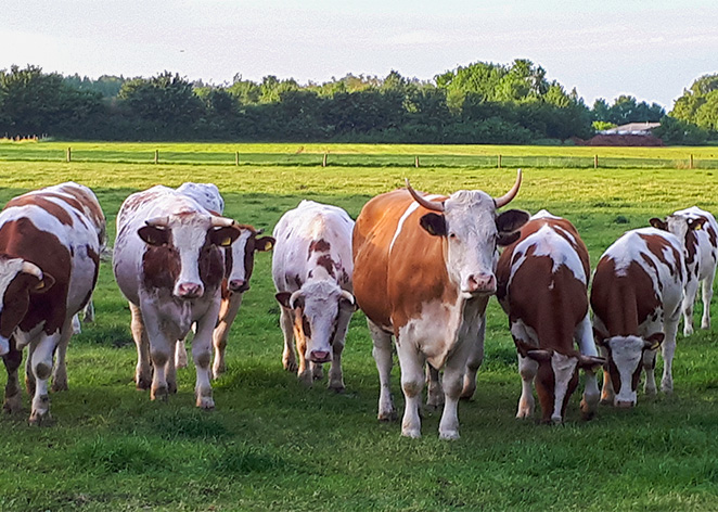 biodynamische-landbouw-tumb Hogeschool - AViN - Antroposofische Vereniging in Nederland