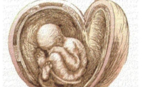 Fenomenologische benadering van embryologie